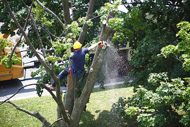 How Our Tree Care Process Works  in  Tyrone, OK